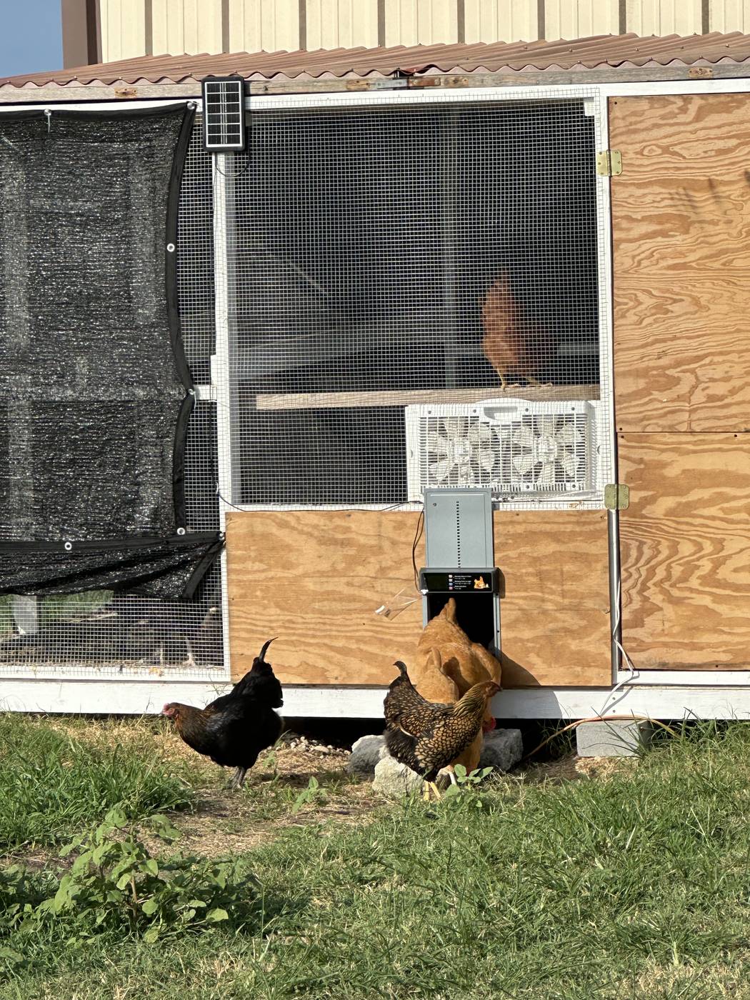 Chicken house with automatic door system