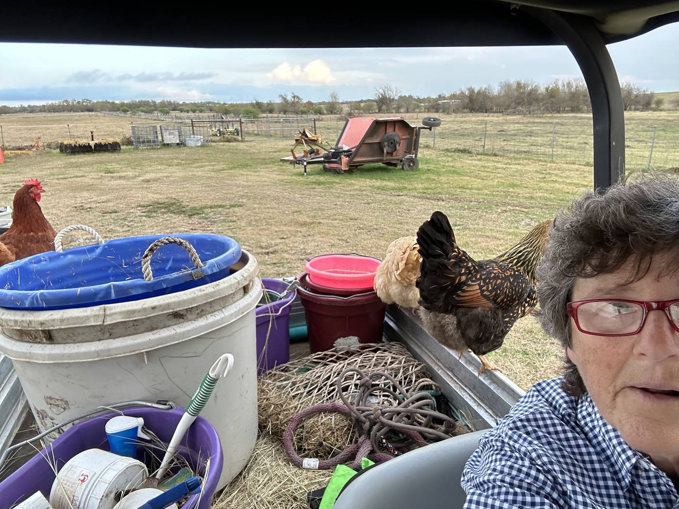 Chickens riding on a golf cart