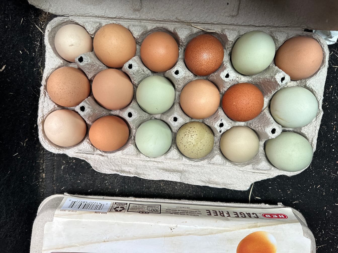 Full carton of farm eggs ready to share