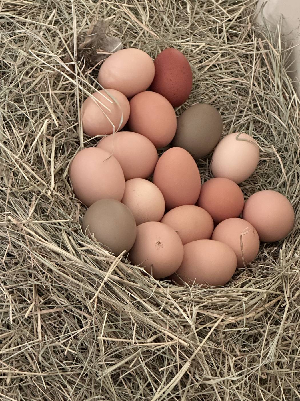 A large egg found resting in a hay nest in the barn