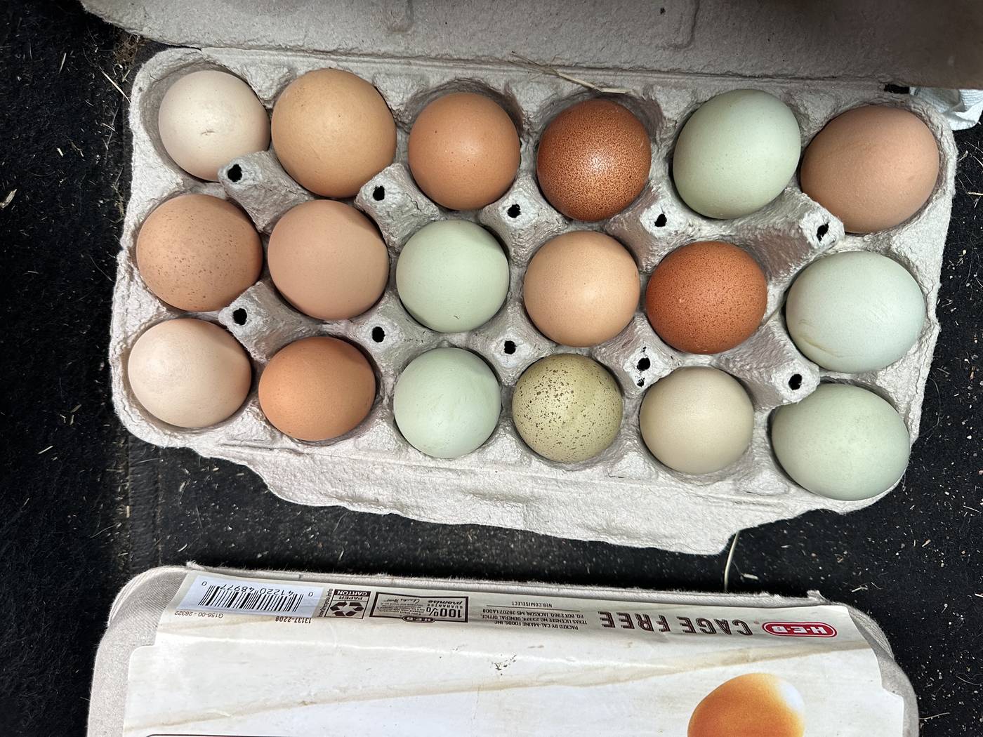 18 multicolored eggs in a carton — blue, brown, cream, and speckled