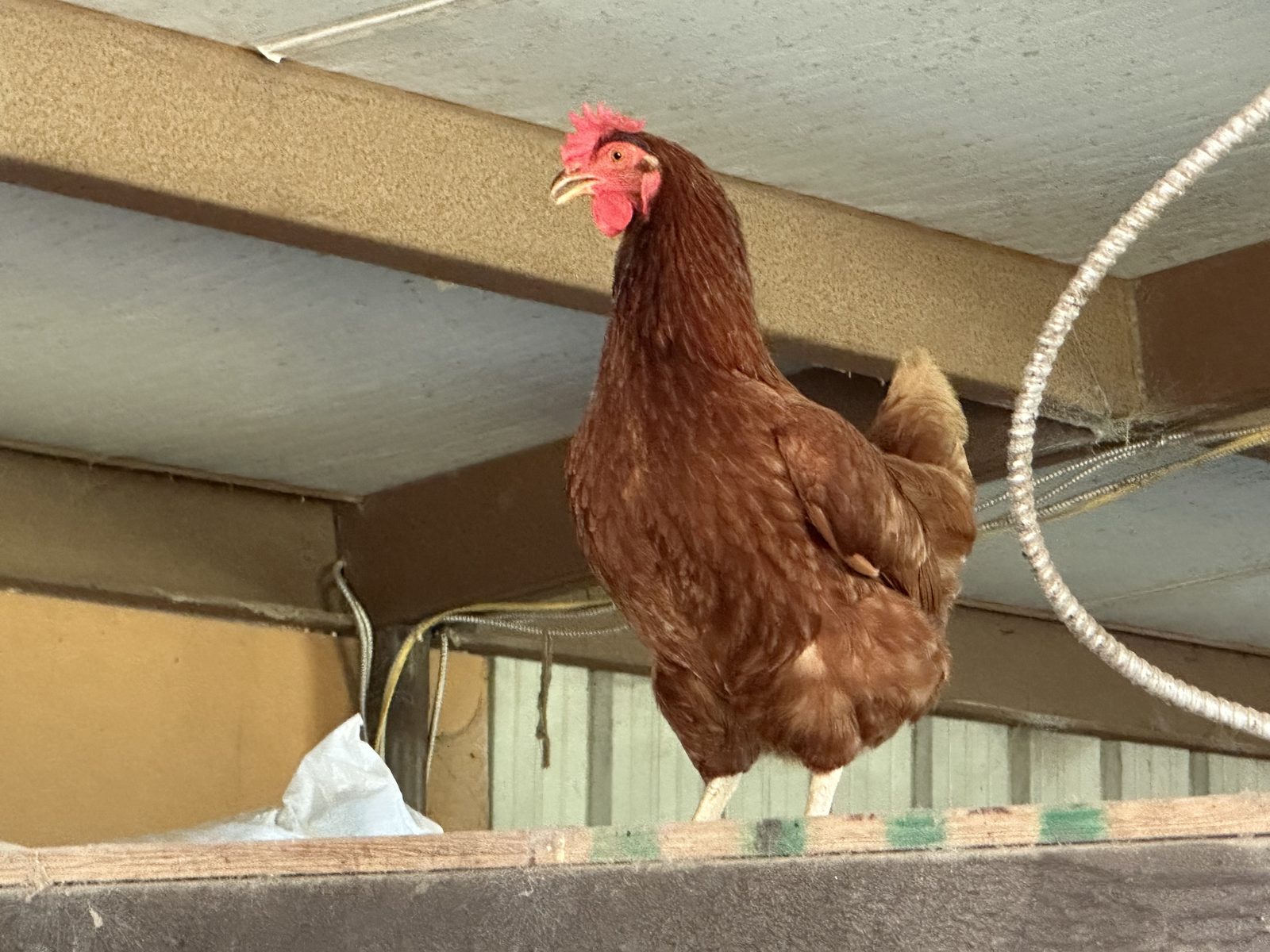 Red hen sitting on the barn roof at Sunstrike Farm, surveying her domain