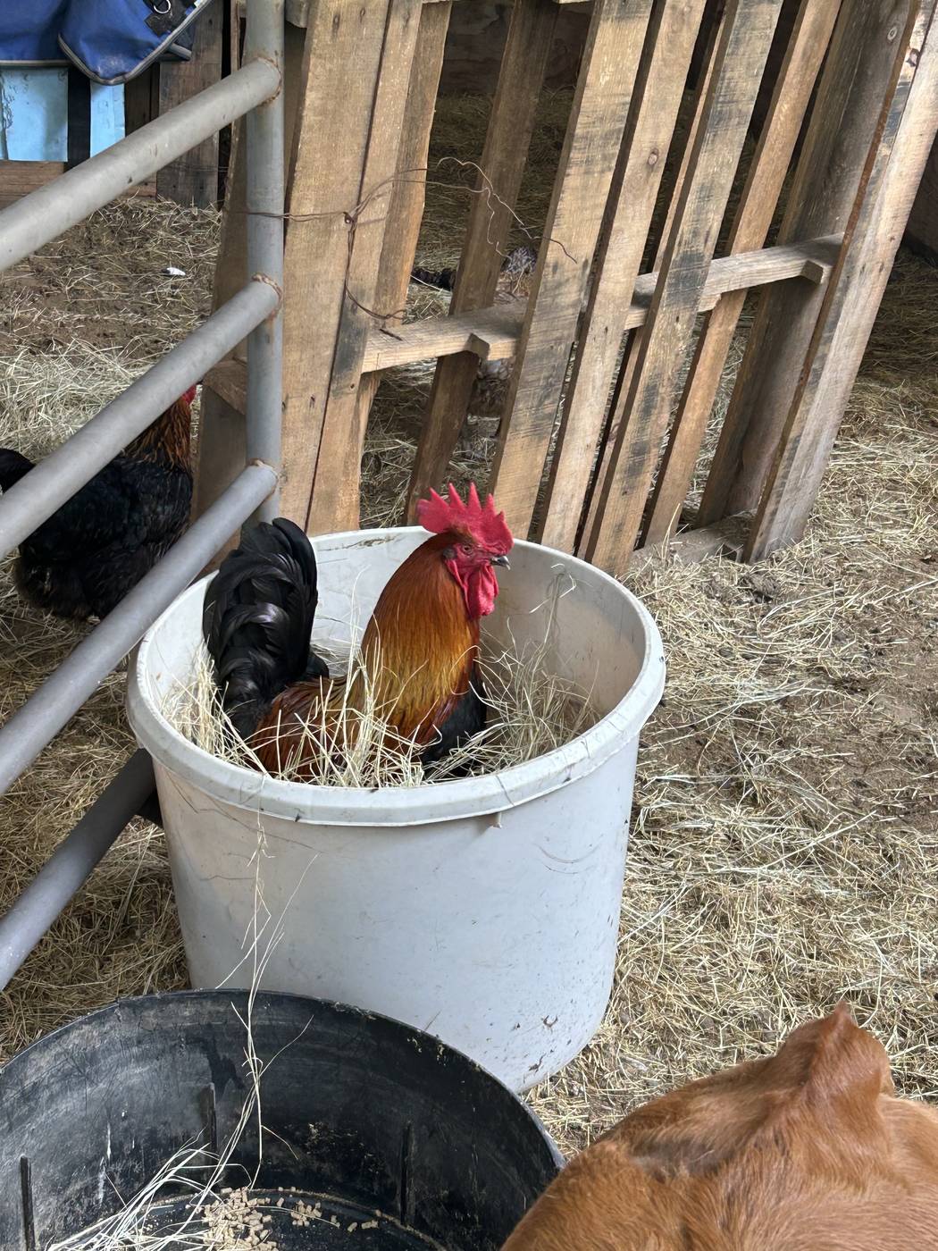 Rooster sitting in a bucket