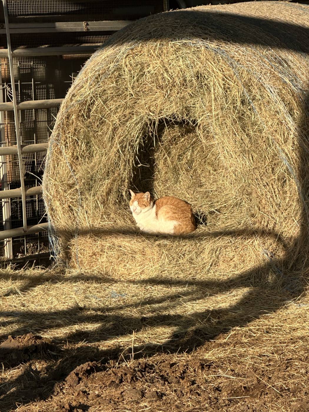 Orange tabby cat curled inside a round hay bale