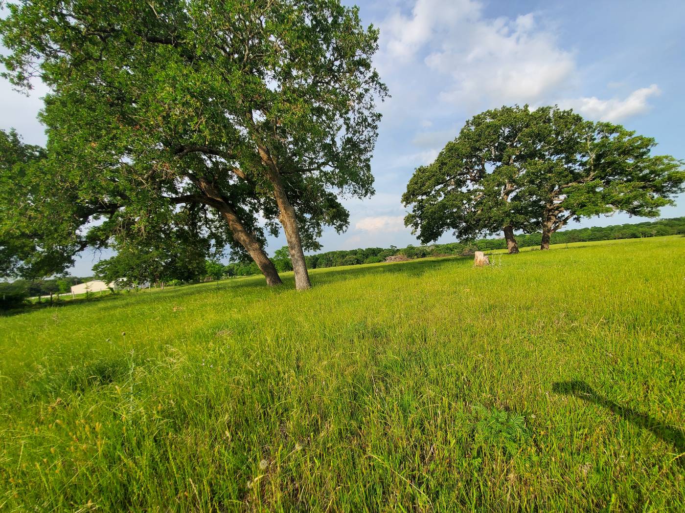 Live oak trees in a green Central Texas pasture