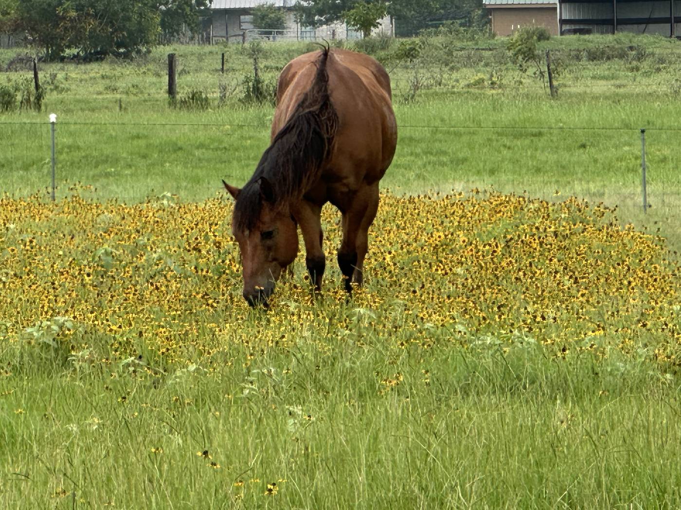 Bay horse in a field of yellow wildflowers at Sunstrike Farm
