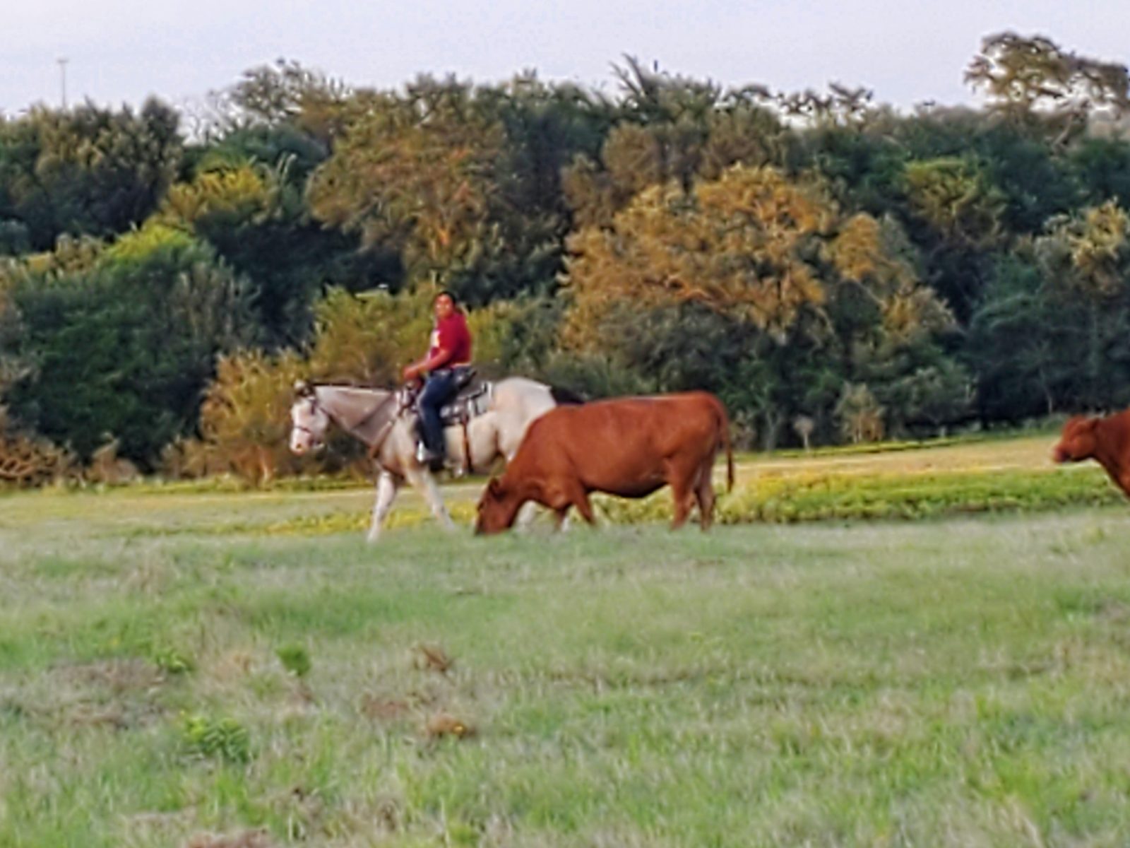 Horse and cow together in the pasture