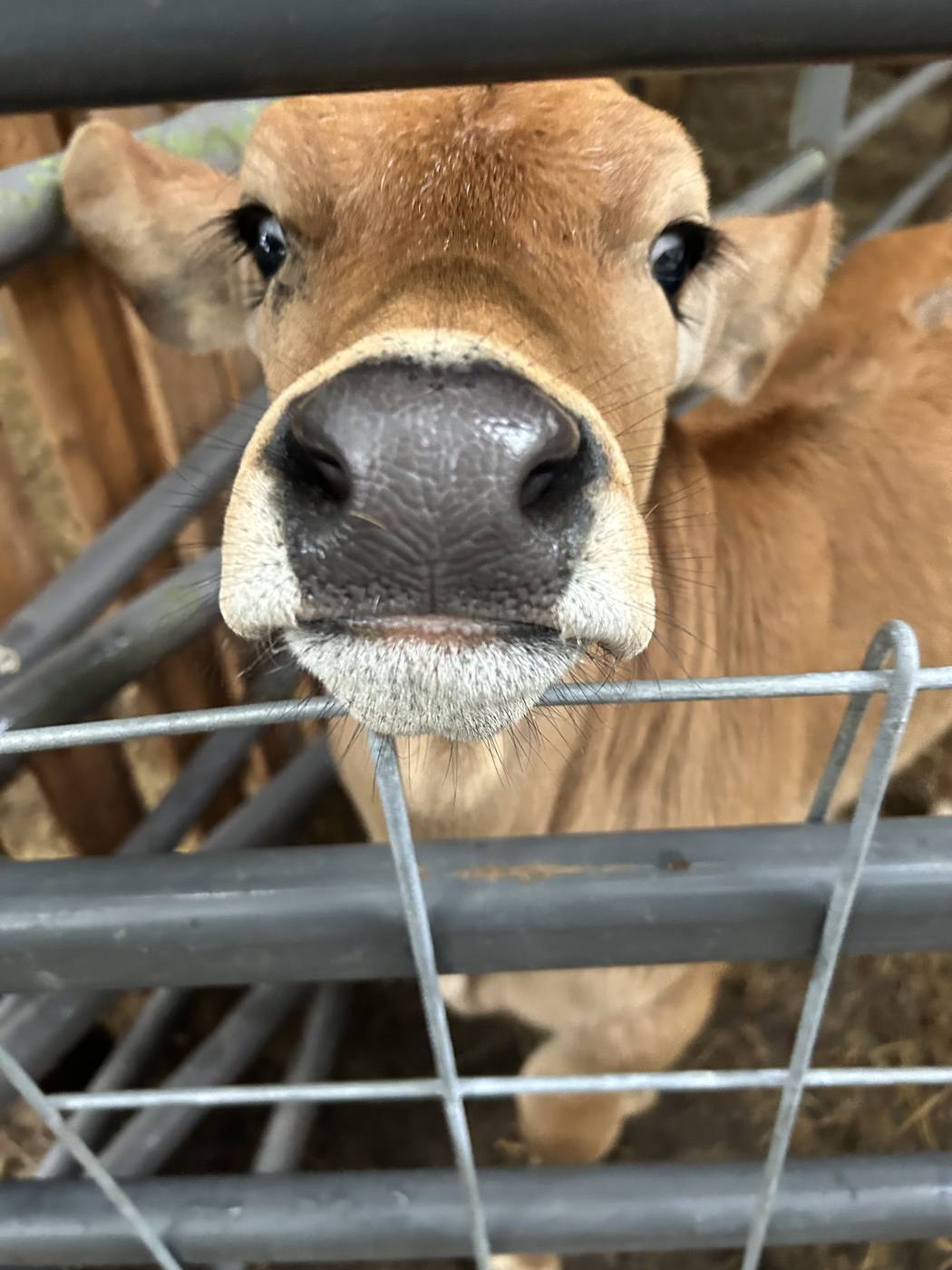 Close-up of a curious calf face