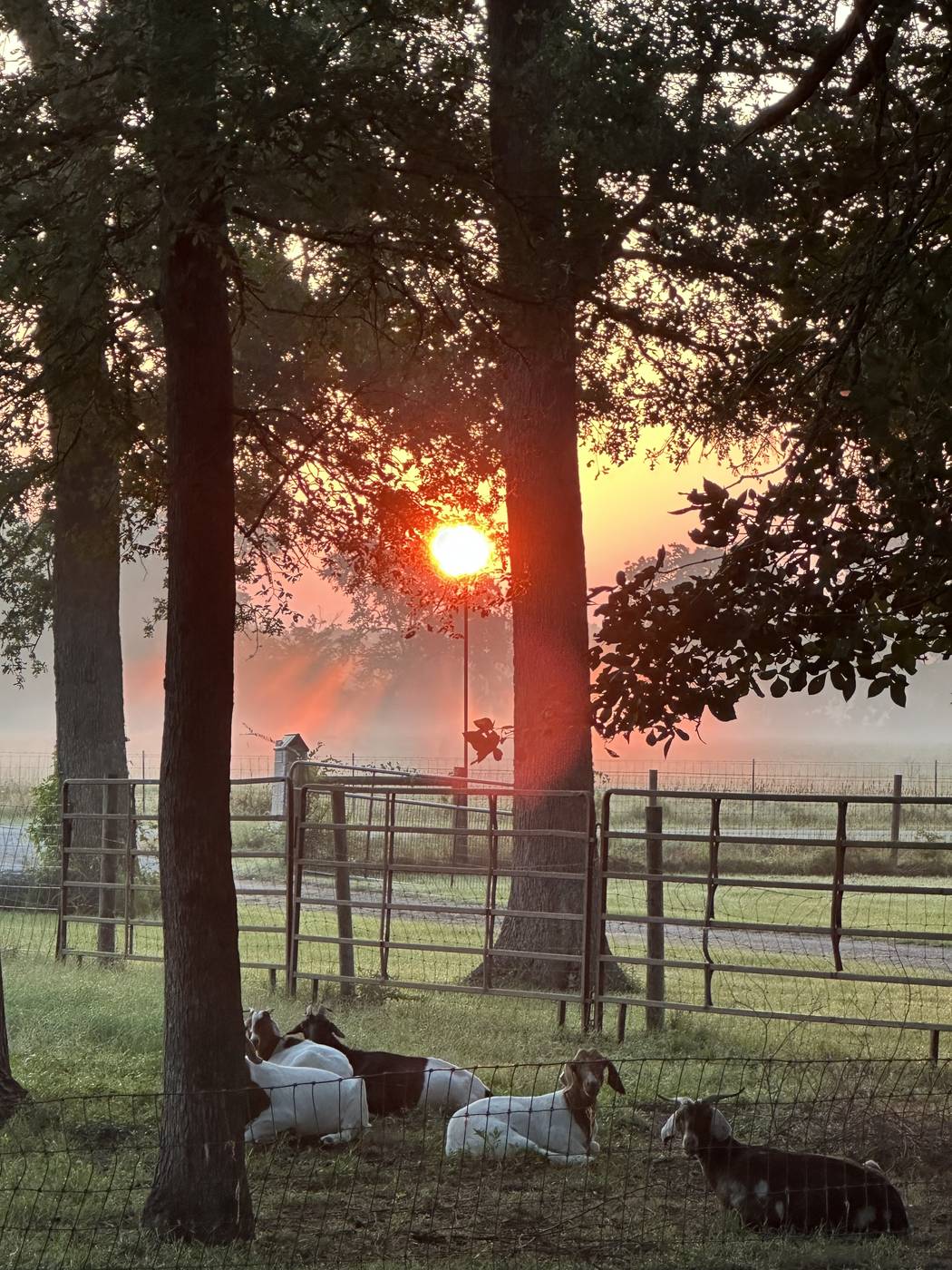 Goats at sunrise on Sunstrike Farm