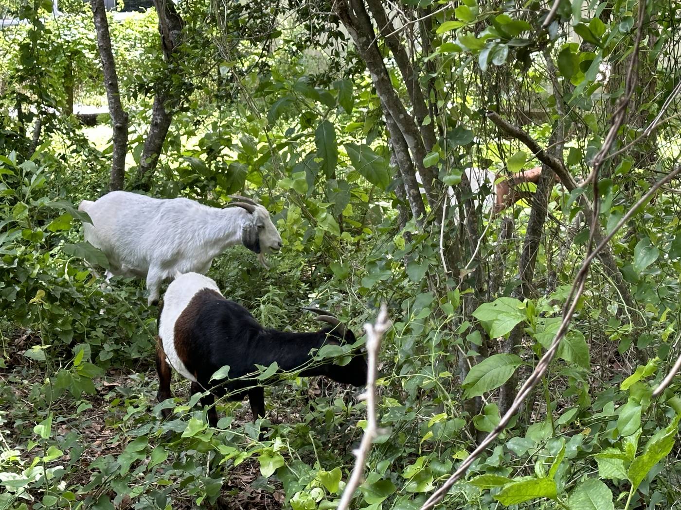 Goats eating brush and vegetation — natural land clearing in action