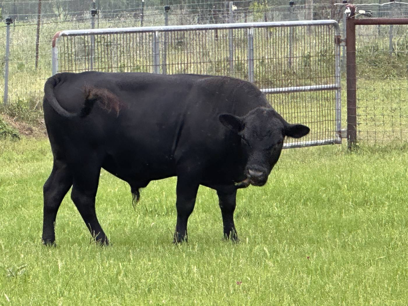 Mini black bull Raisin in the pasture