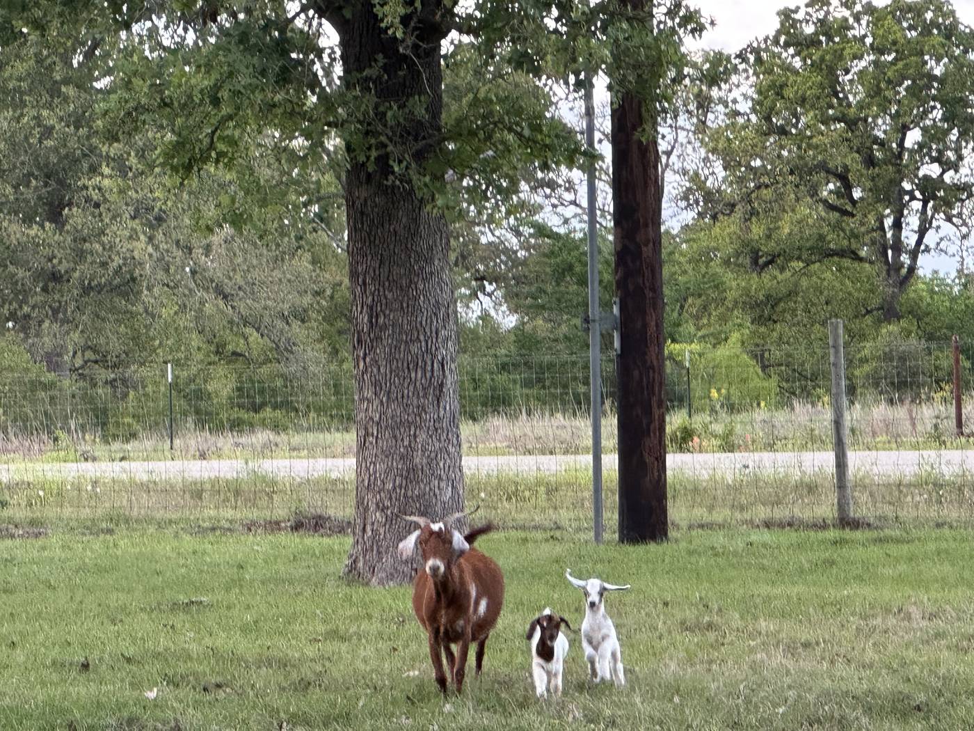 Nanny goat with two kids in the pasture