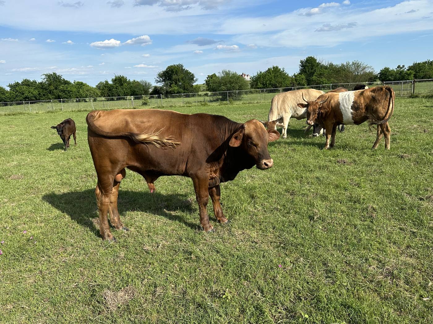 Cattle grazing in open pasture at Sunstrike Farm