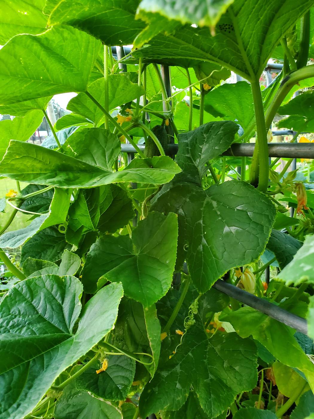 Cucumber plant climbing a trellis