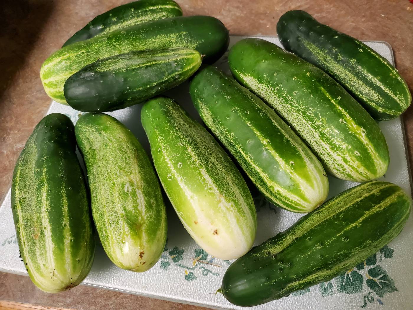 Fresh cucumbers laid out in the kitchen after harvesting