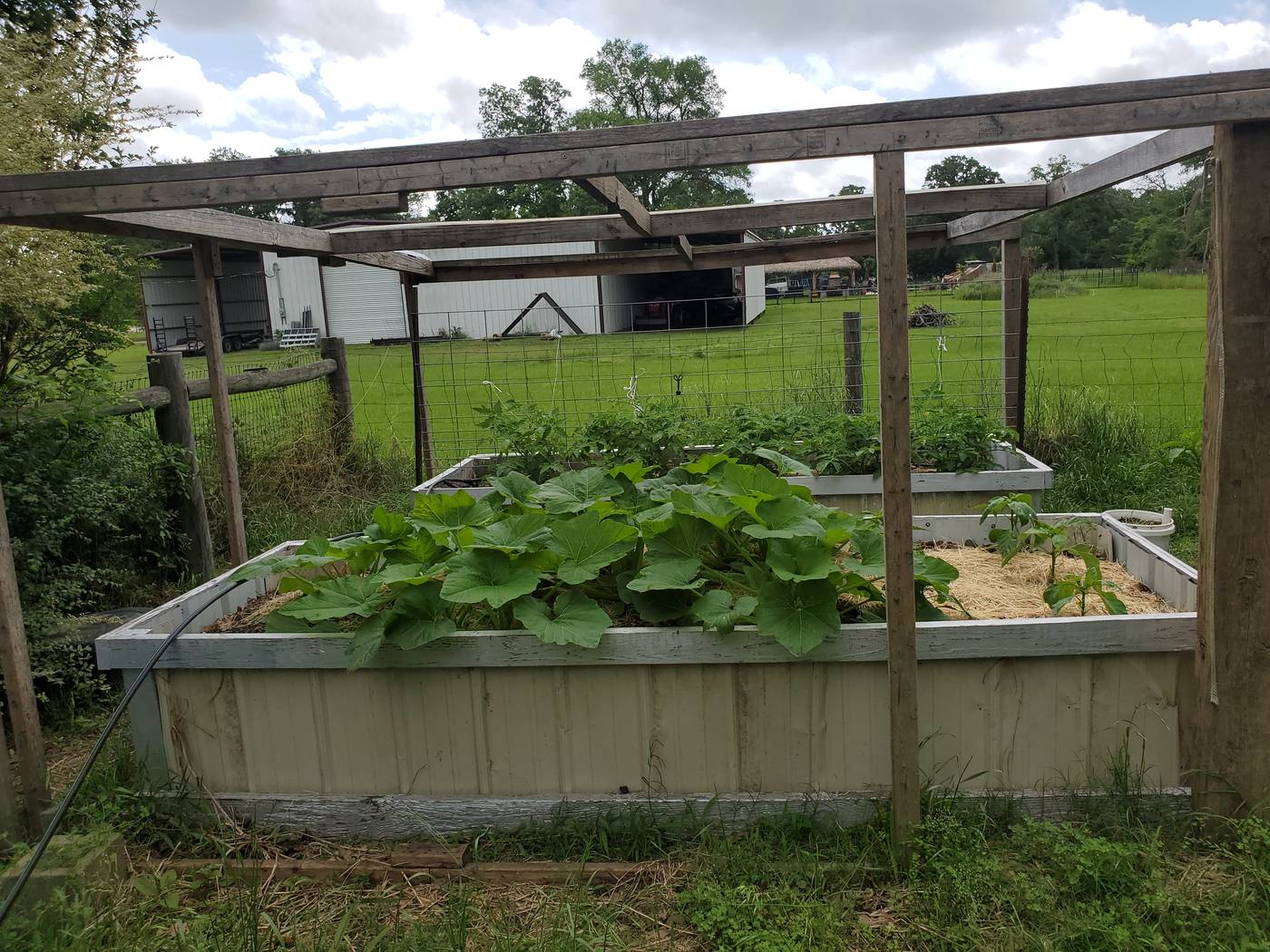 Raised garden beds with growing vegetables at Sunstrike Farm