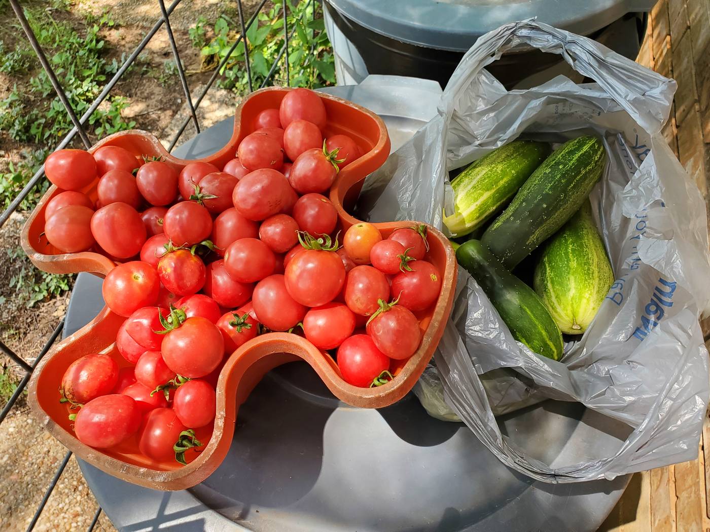 Fresh tomatoes and cucumbers grown on the farm