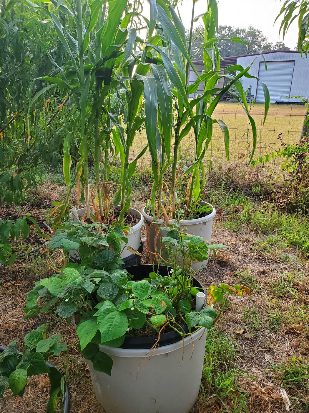Self-watering wicking tubs with mature plants growing well in them